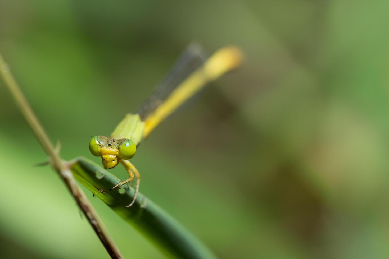 zigópteros em uma planta foto