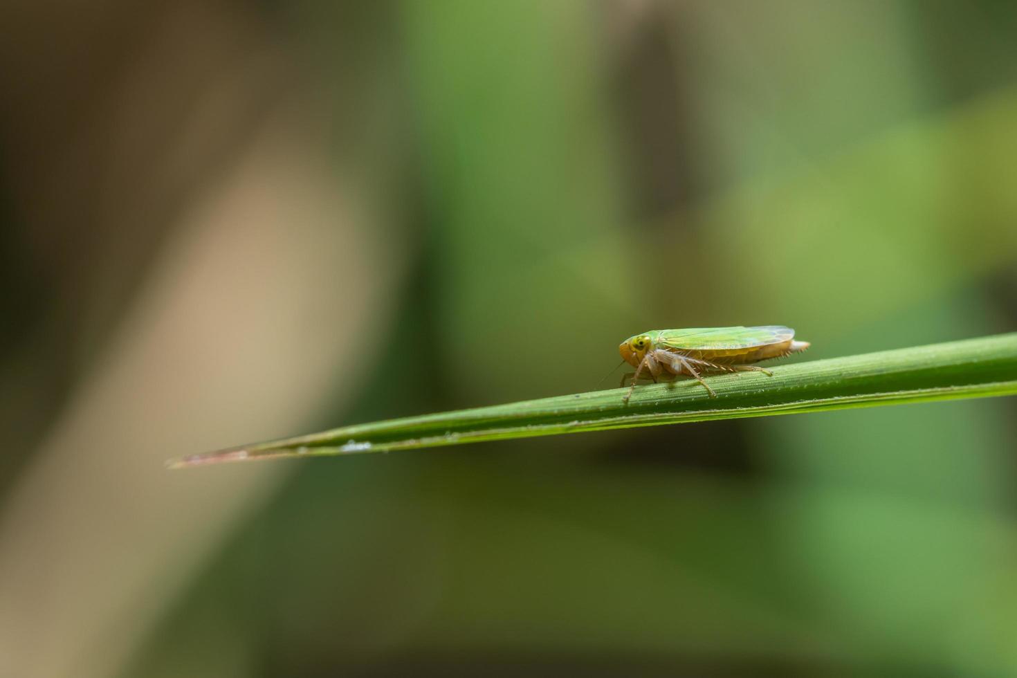 cigarrinha em uma planta foto