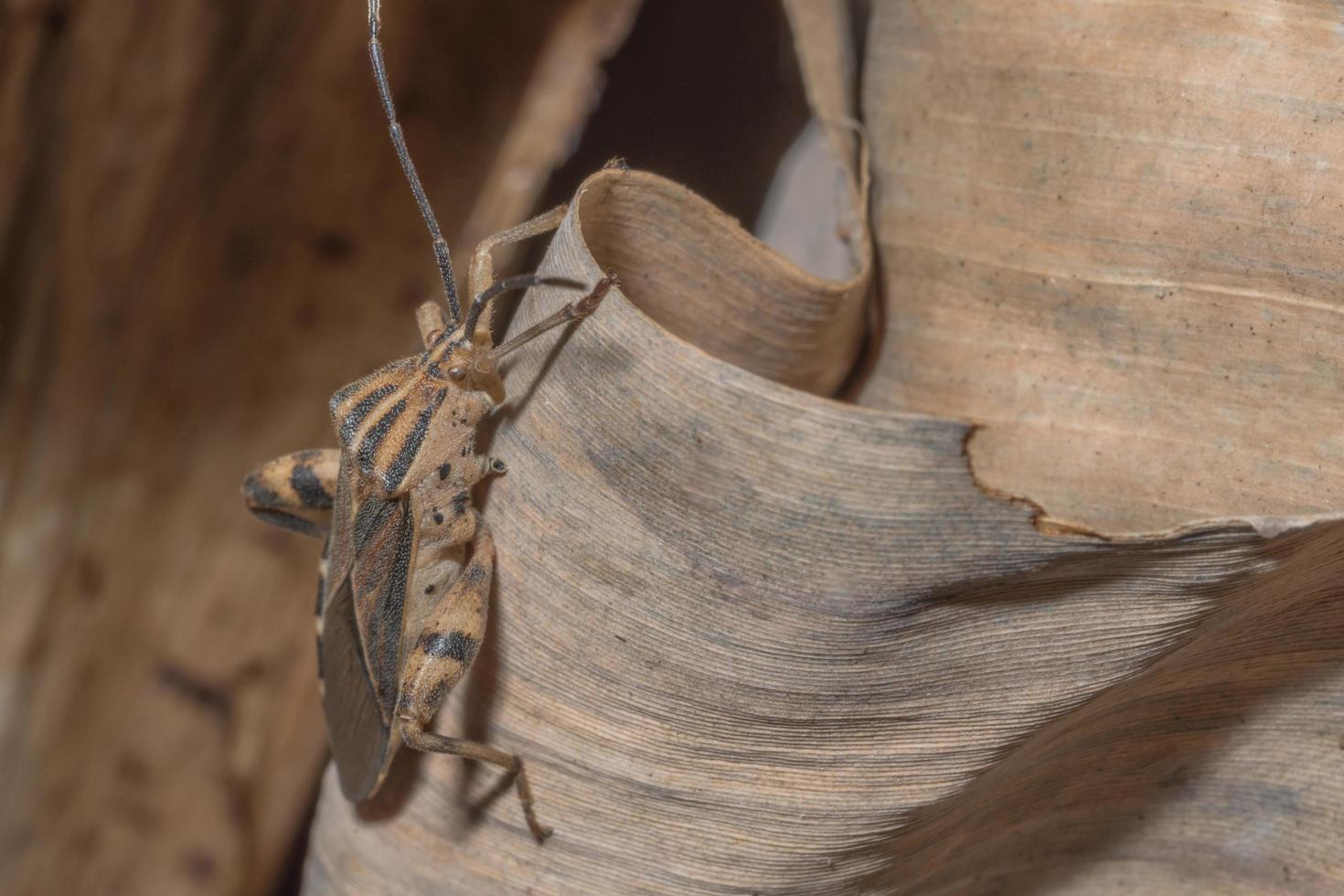 inseto hemiptera, close-up foto