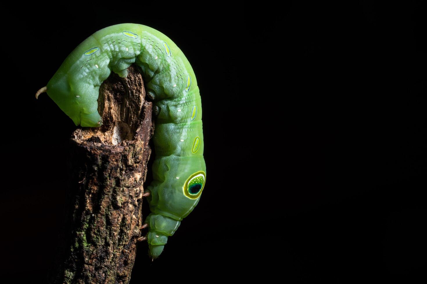 verme verde em um galho foto