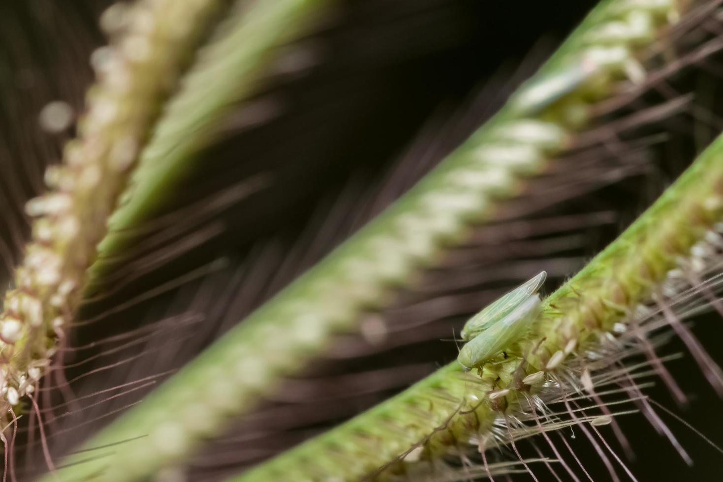 insetos em uma planta foto