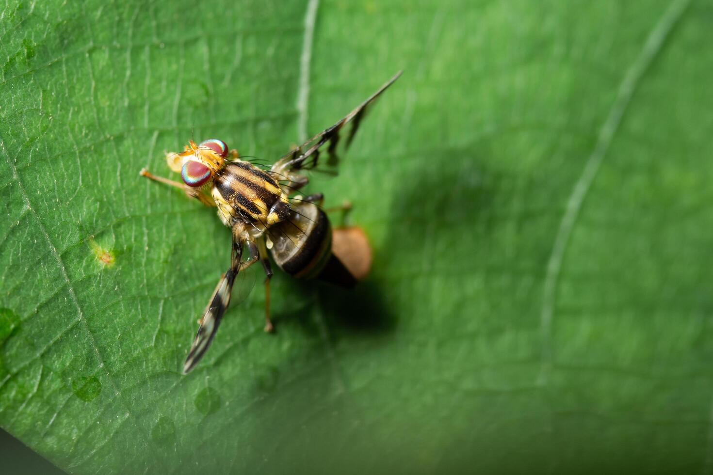 mosca da fruta em uma folha foto