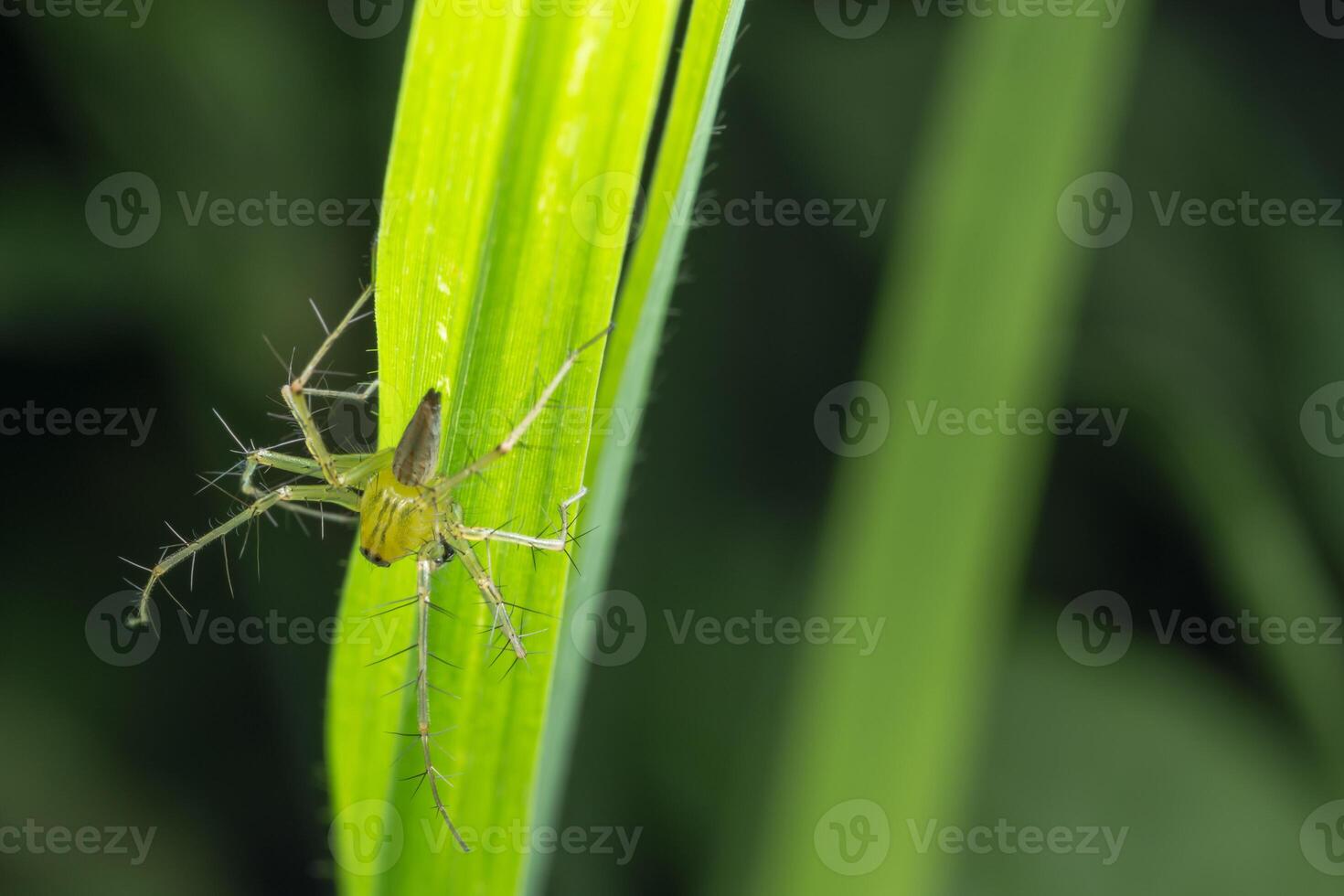 aranha em uma planta foto