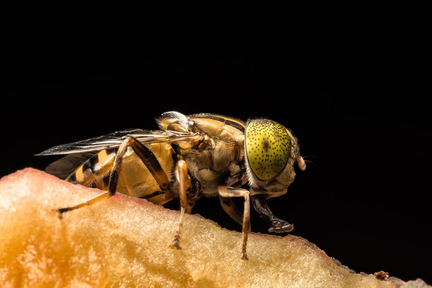 close-up de inseto tabanus sulcifrons foto