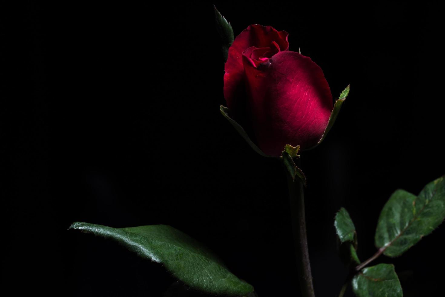 lindas rosas vermelhas em fundo preto foto
