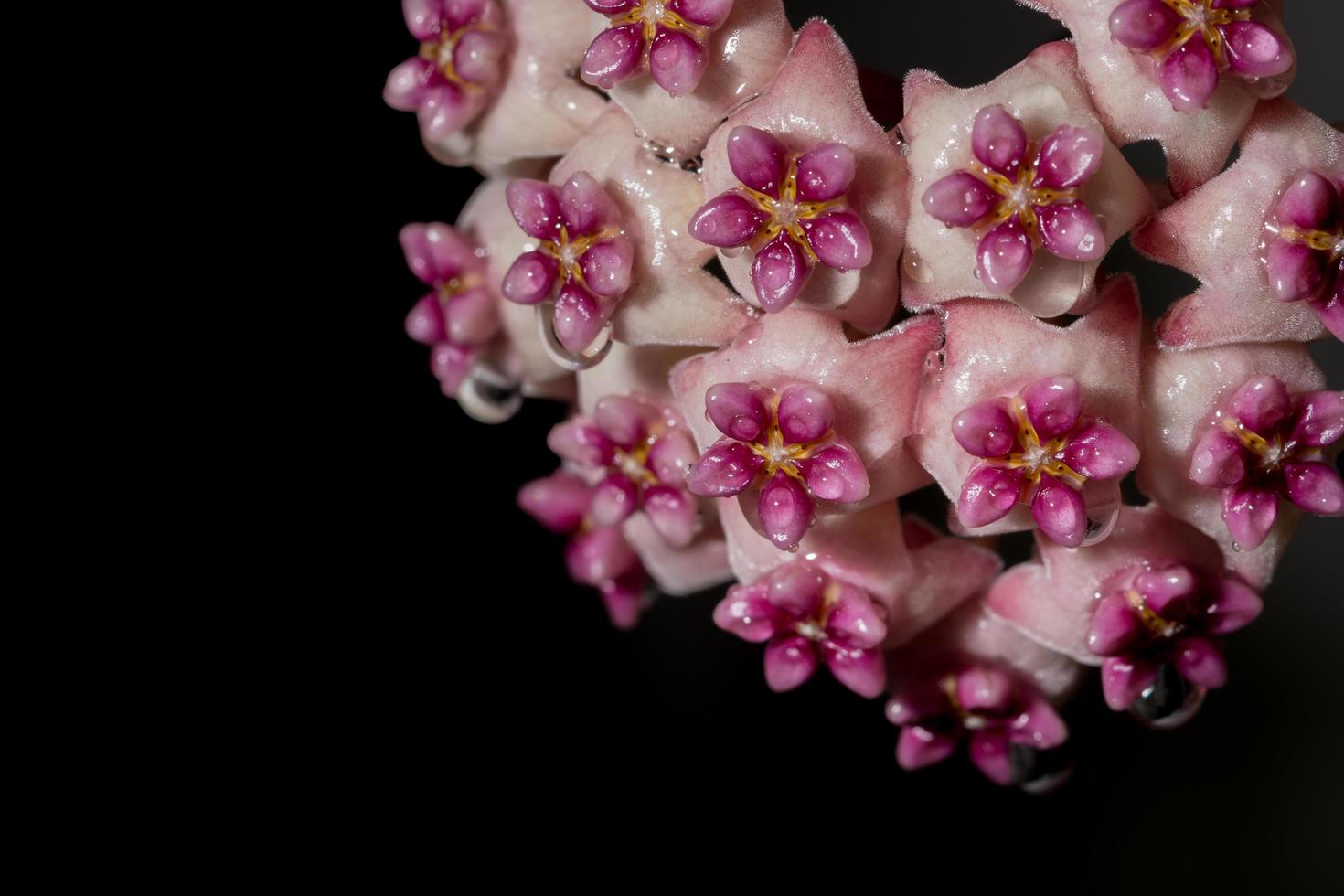 flor hoya em fundo preto foto