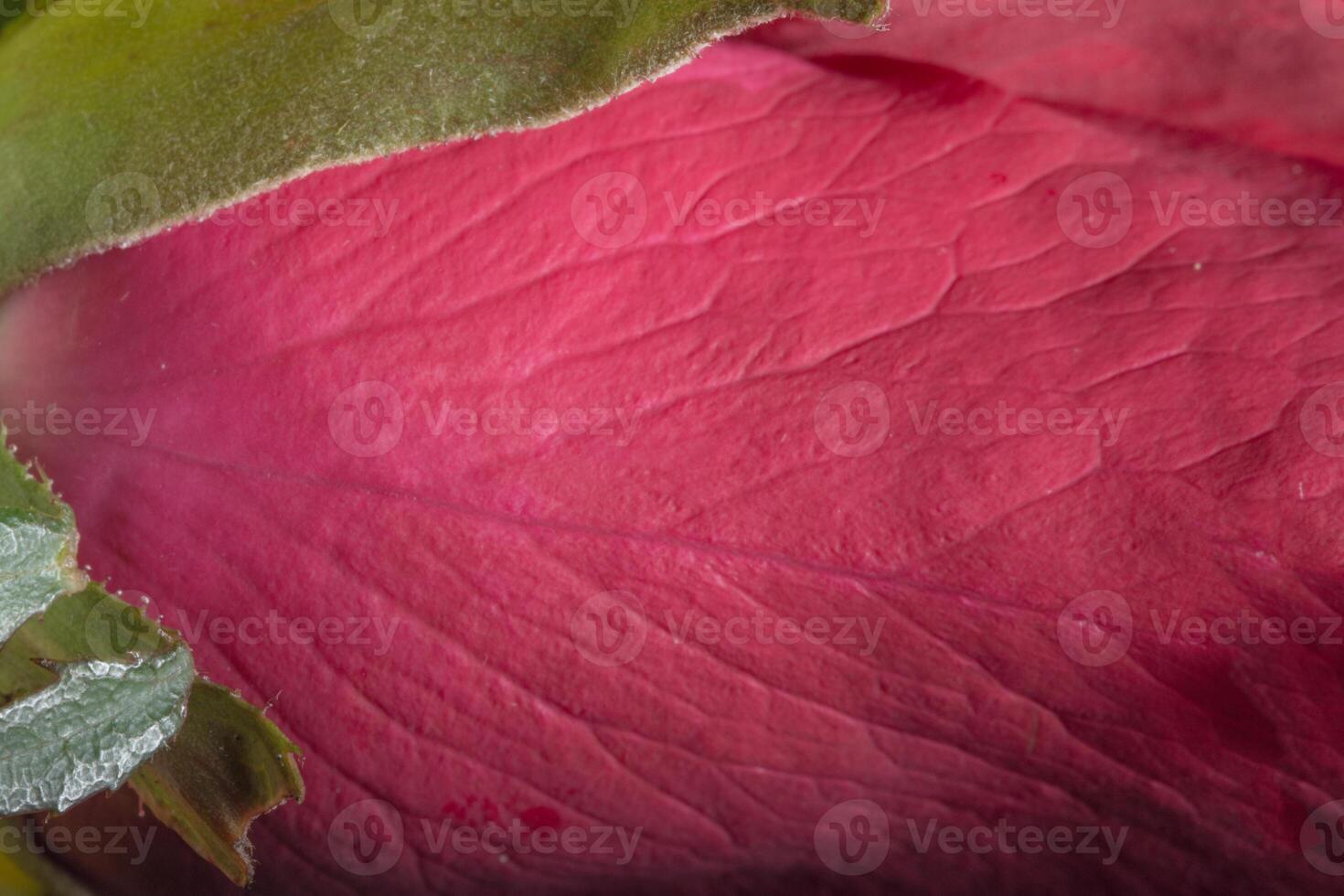 lindas rosas vermelhas, close-up foto