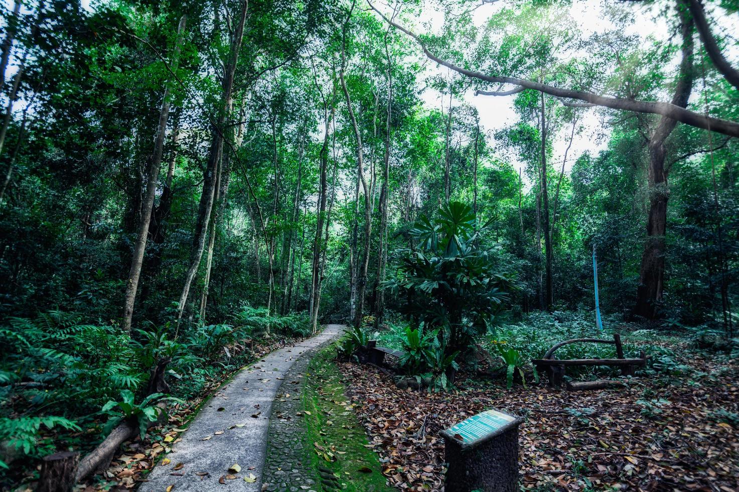 exuberante vegetação de floresta tropical foto