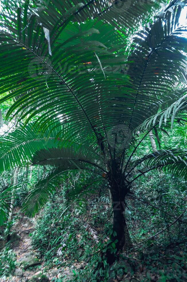 exuberante vegetação de floresta tropical foto