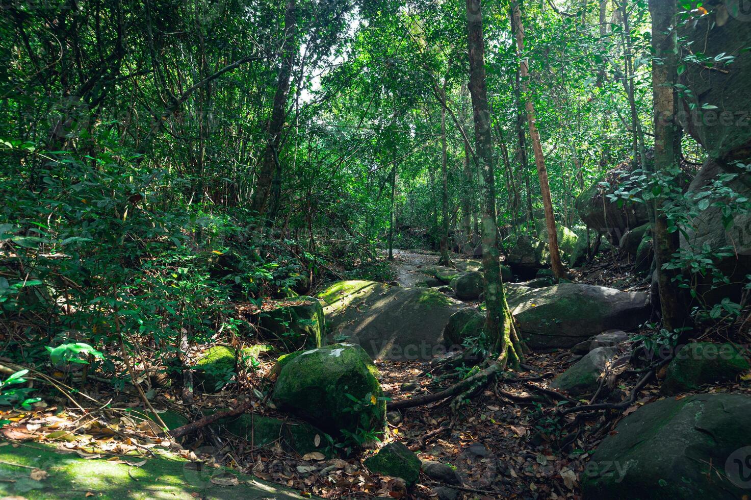 exuberante vegetação florestal foto