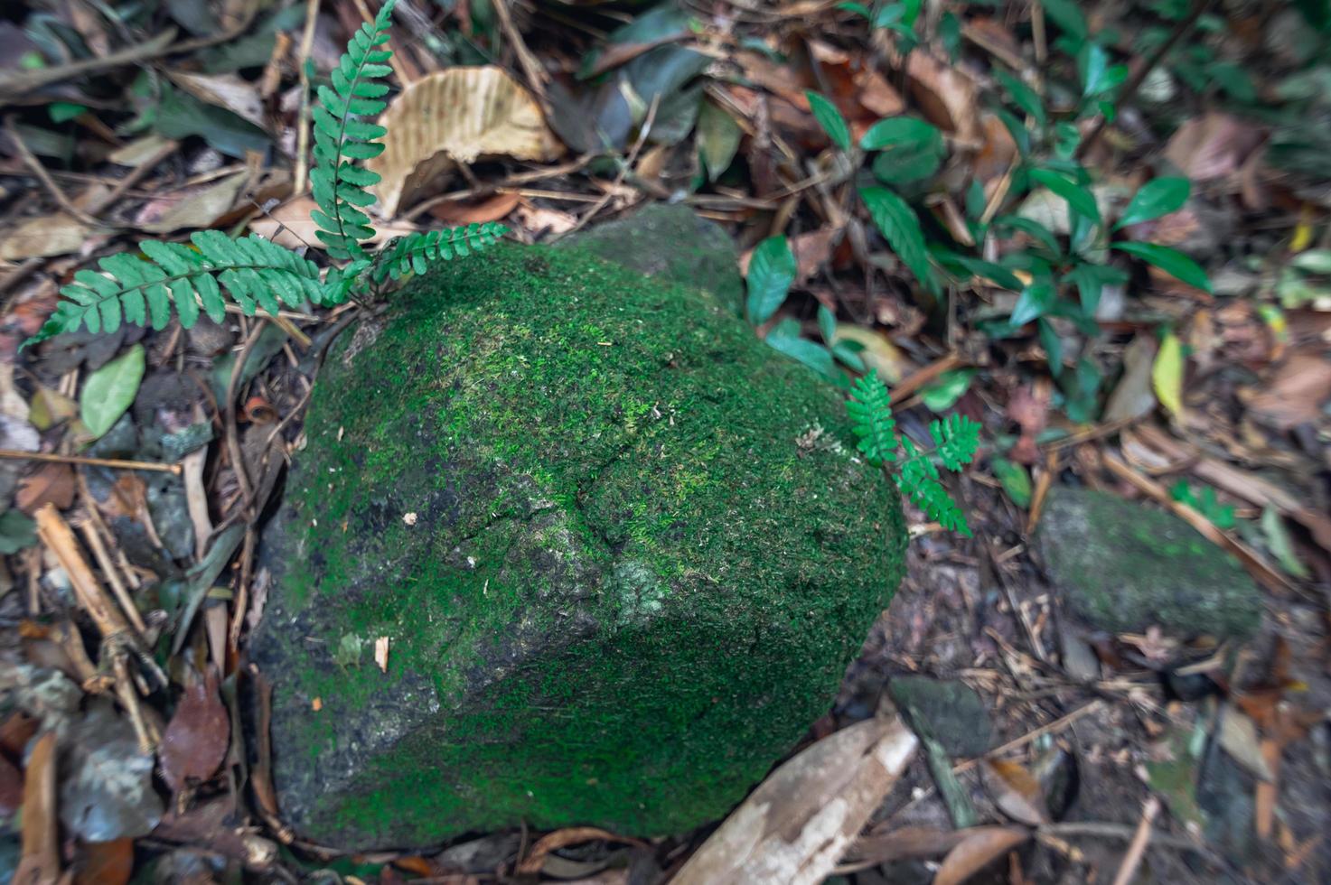 pedra na floresta foto