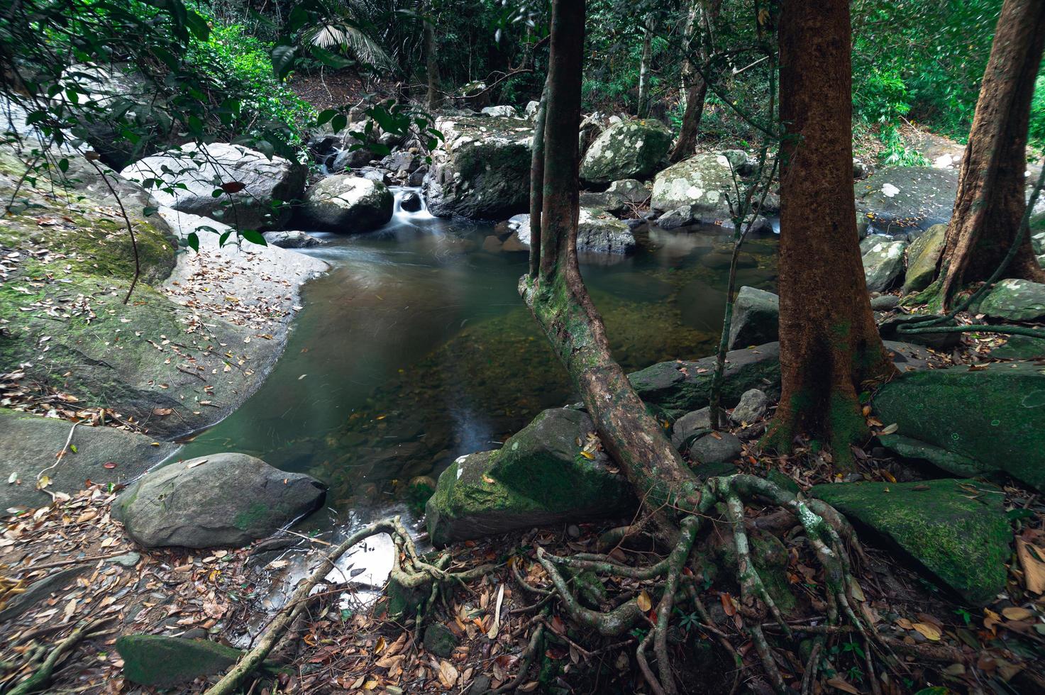 floresta no parque nacional da cachoeira khao chamao foto