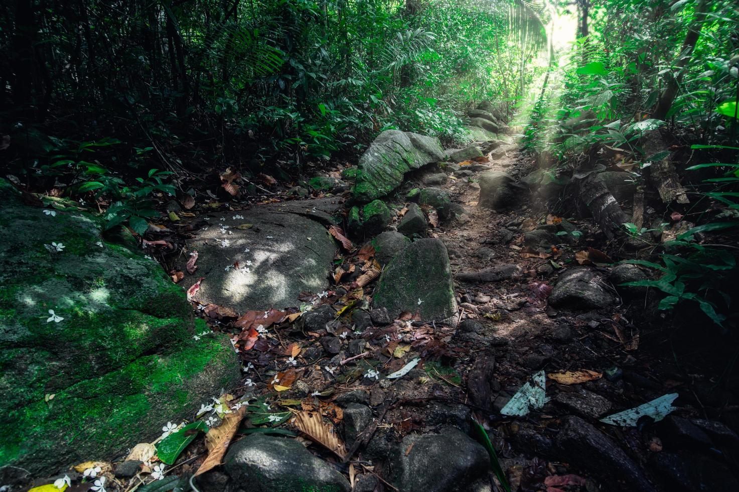 pedras na floresta foto