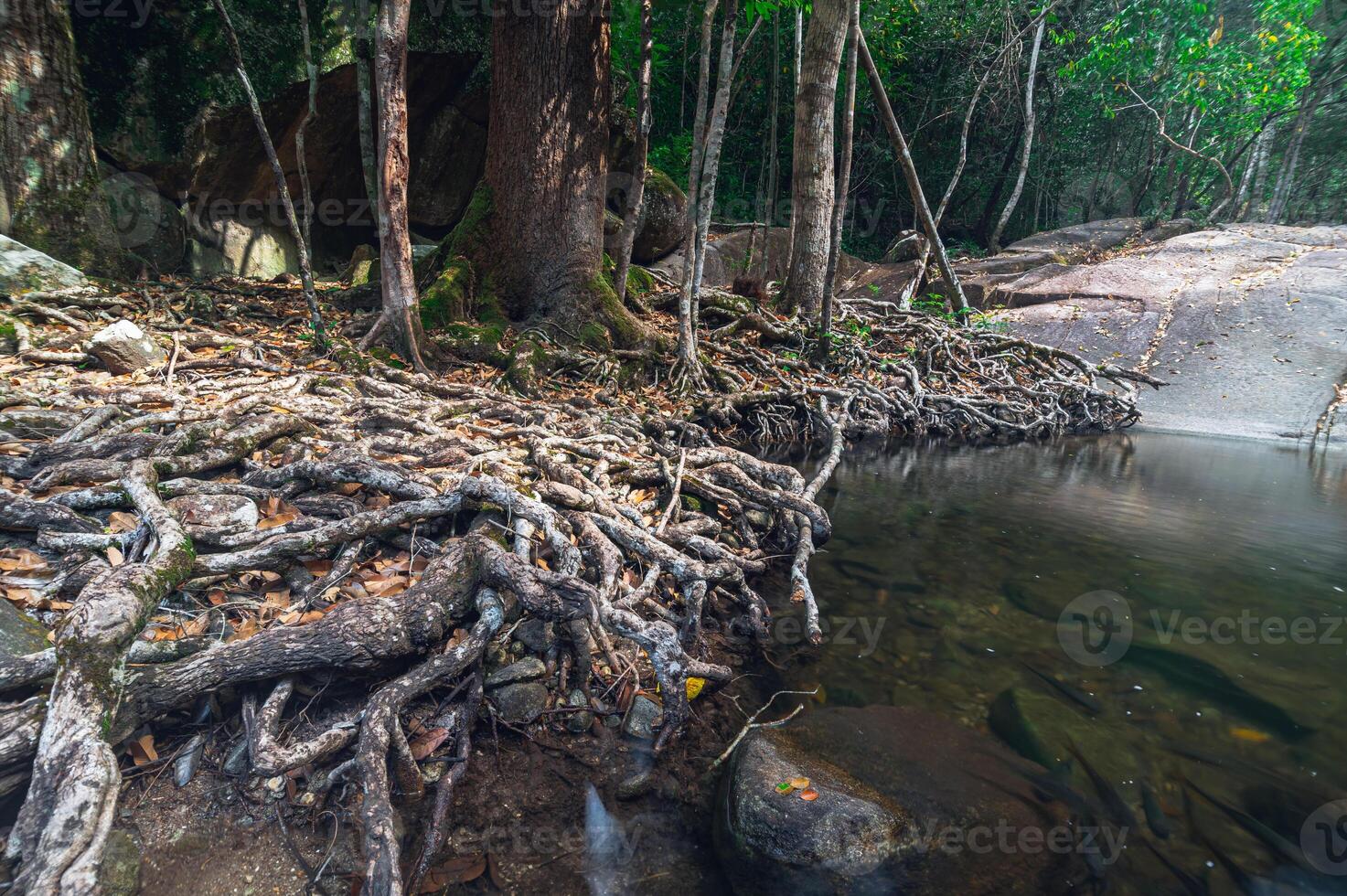 árvores no parque nacional da cachoeira khao chamao foto