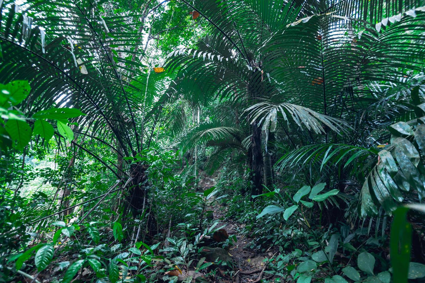 exuberante vegetação de floresta tropical foto