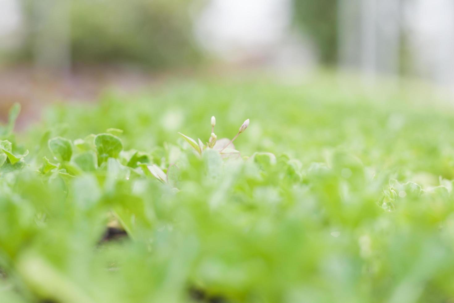 close-up de plantas verdes foto