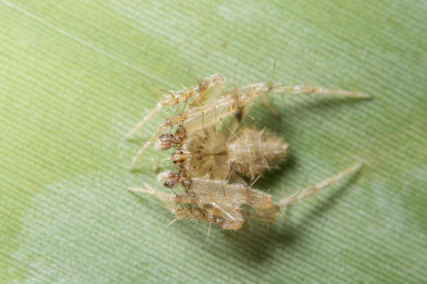 aranha em uma folha foto