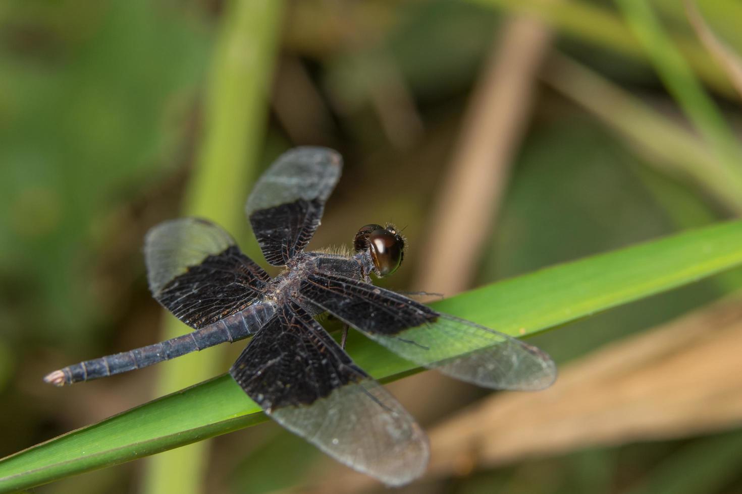 libélula em uma planta foto