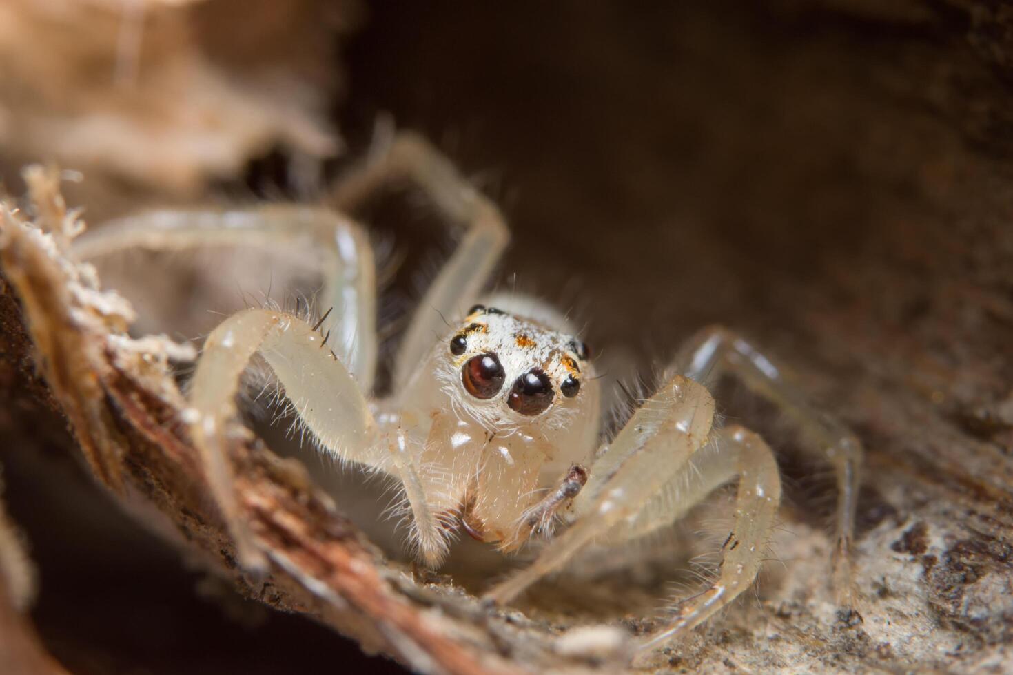 aranha, foto close-up