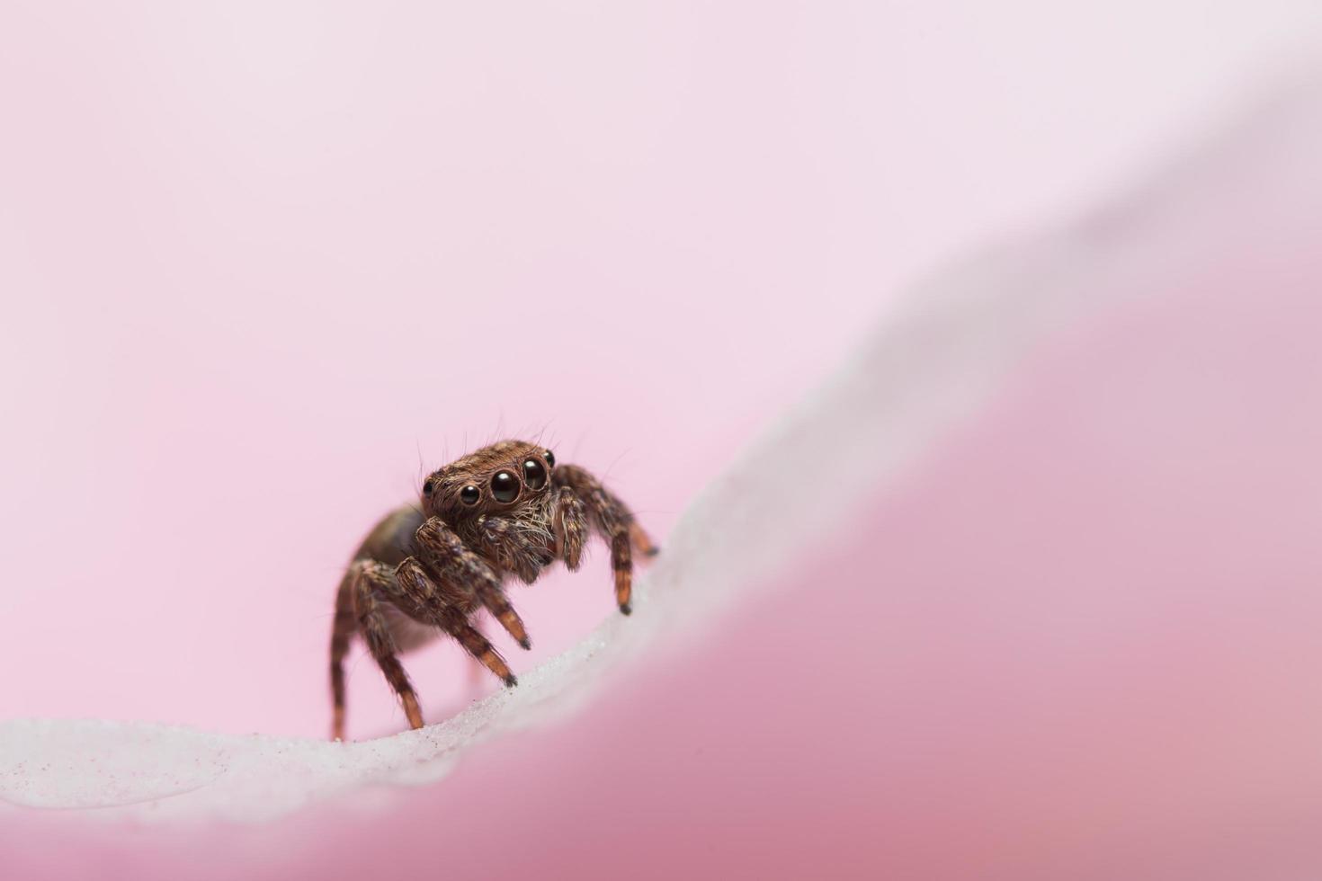 aranha, foto close-up