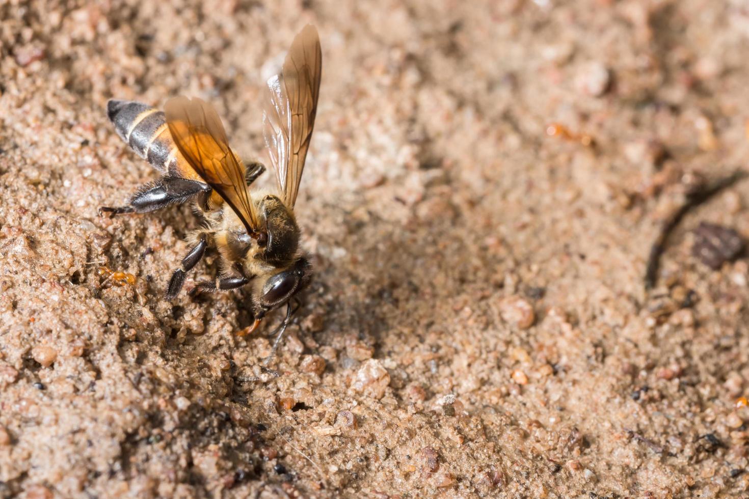 abelha se alimentando no chão foto