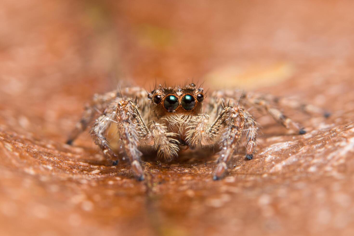 aranha, foto close-up