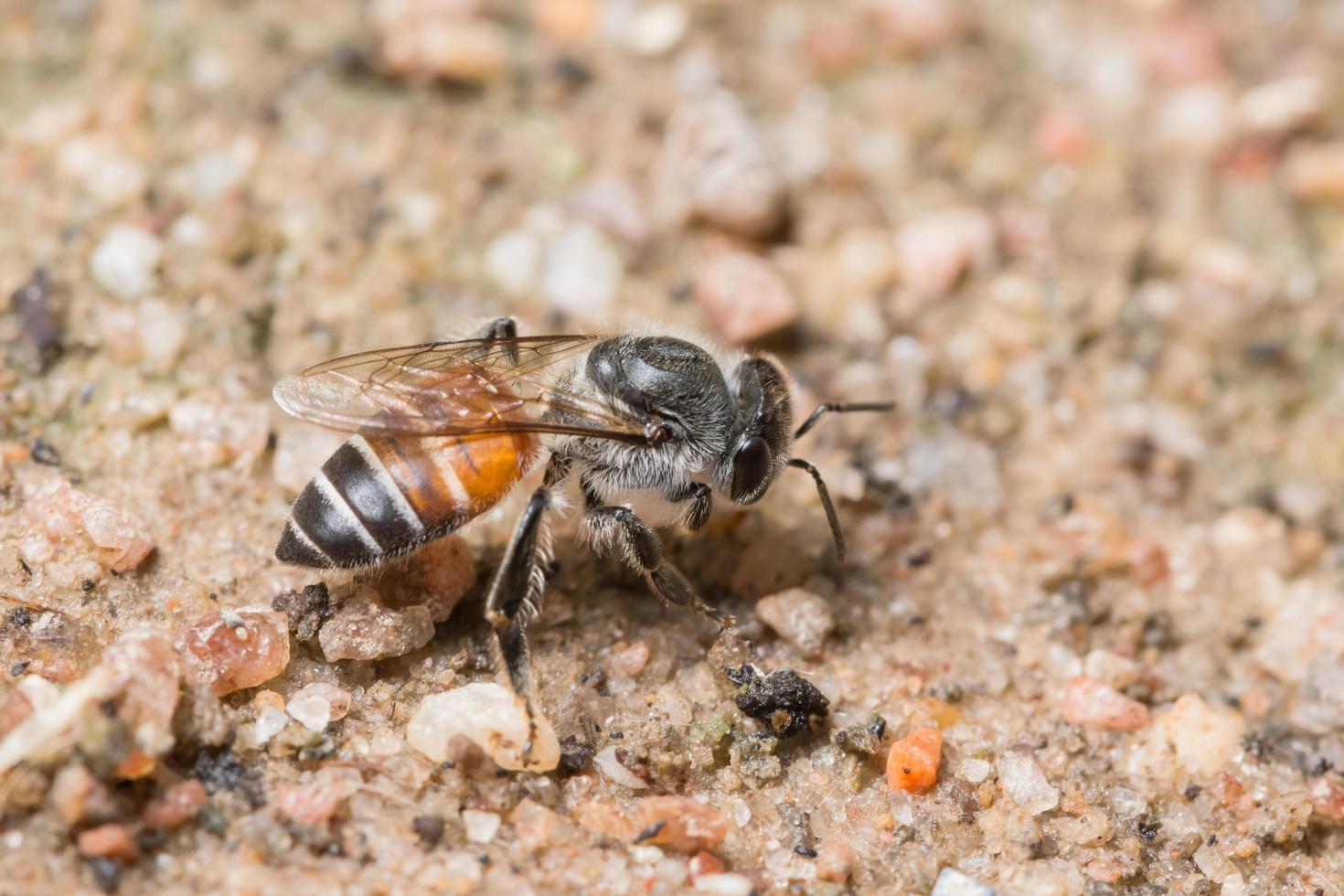 abelha se alimentando no chão foto