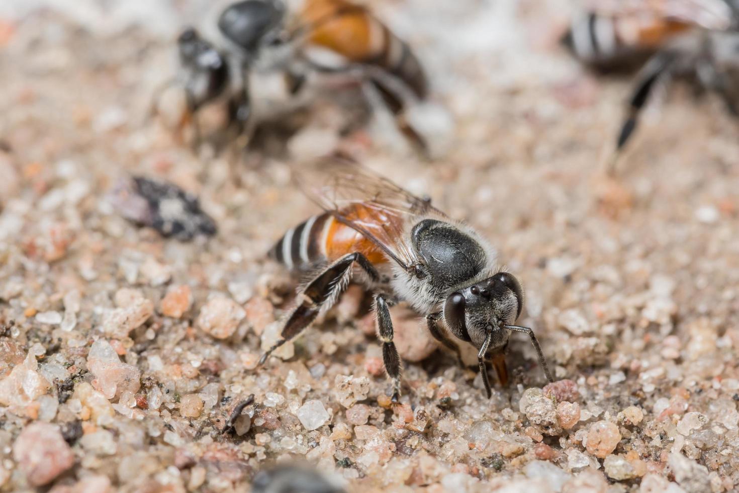 abelhas se alimentando do solo foto