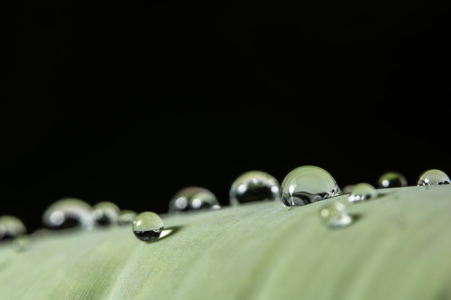 gotas de água em uma planta foto