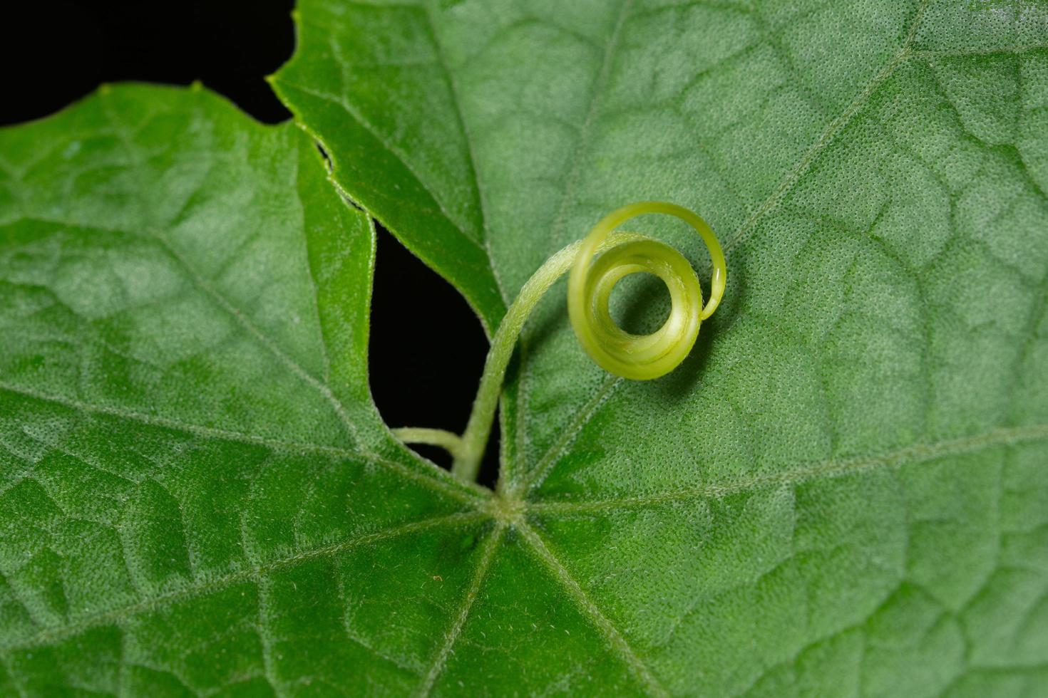 fundo de planta verde foto