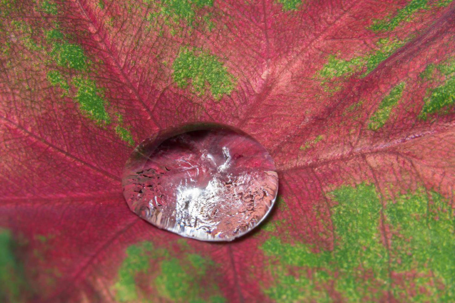 gota d'água em uma planta foto