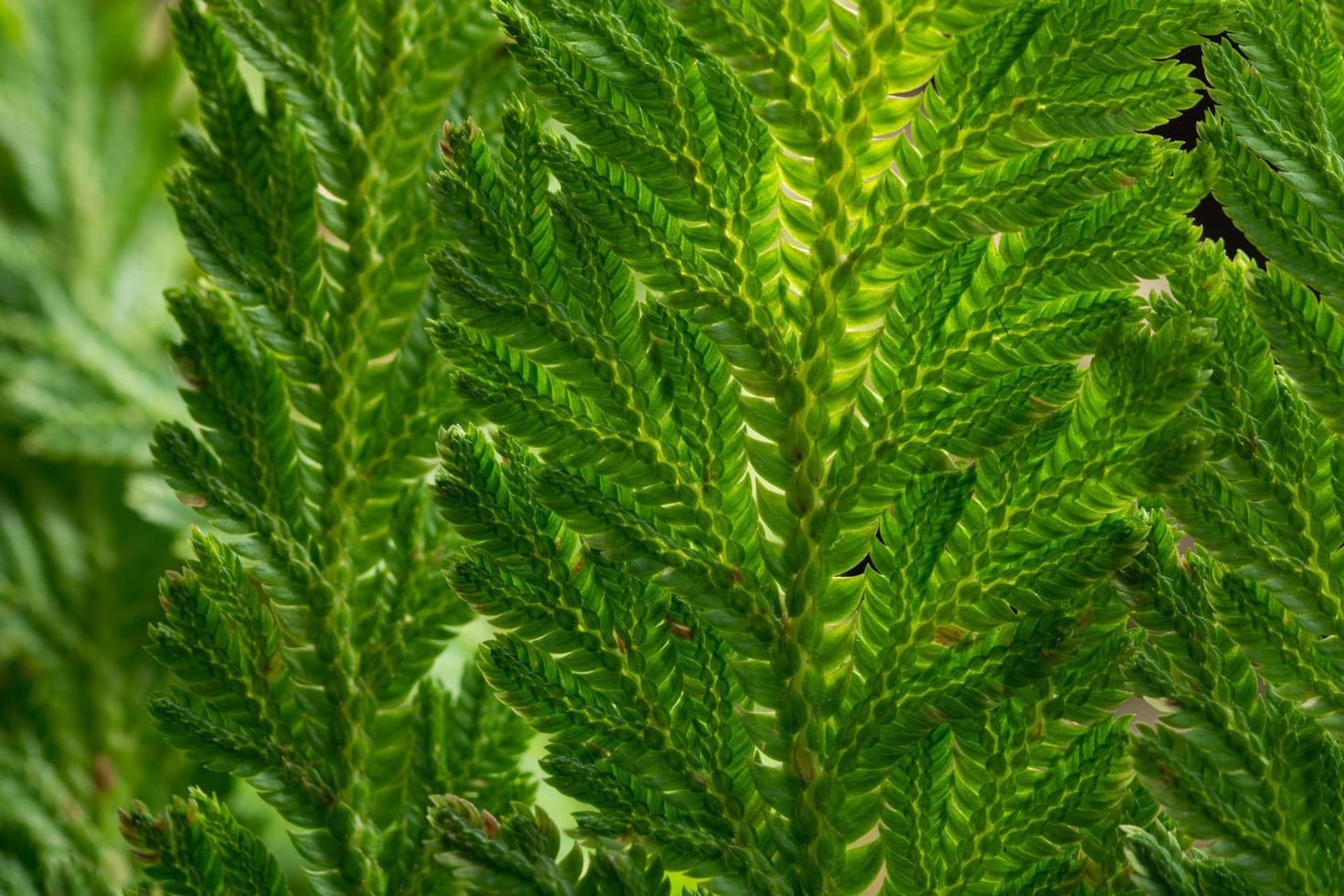 fundo de folha verde, close-up foto