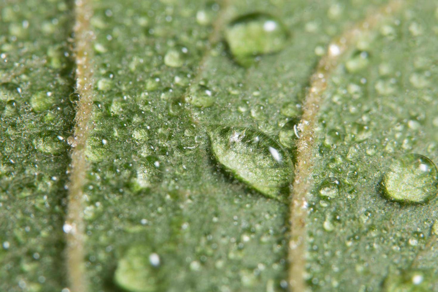 fundo de folha verde, close-up foto