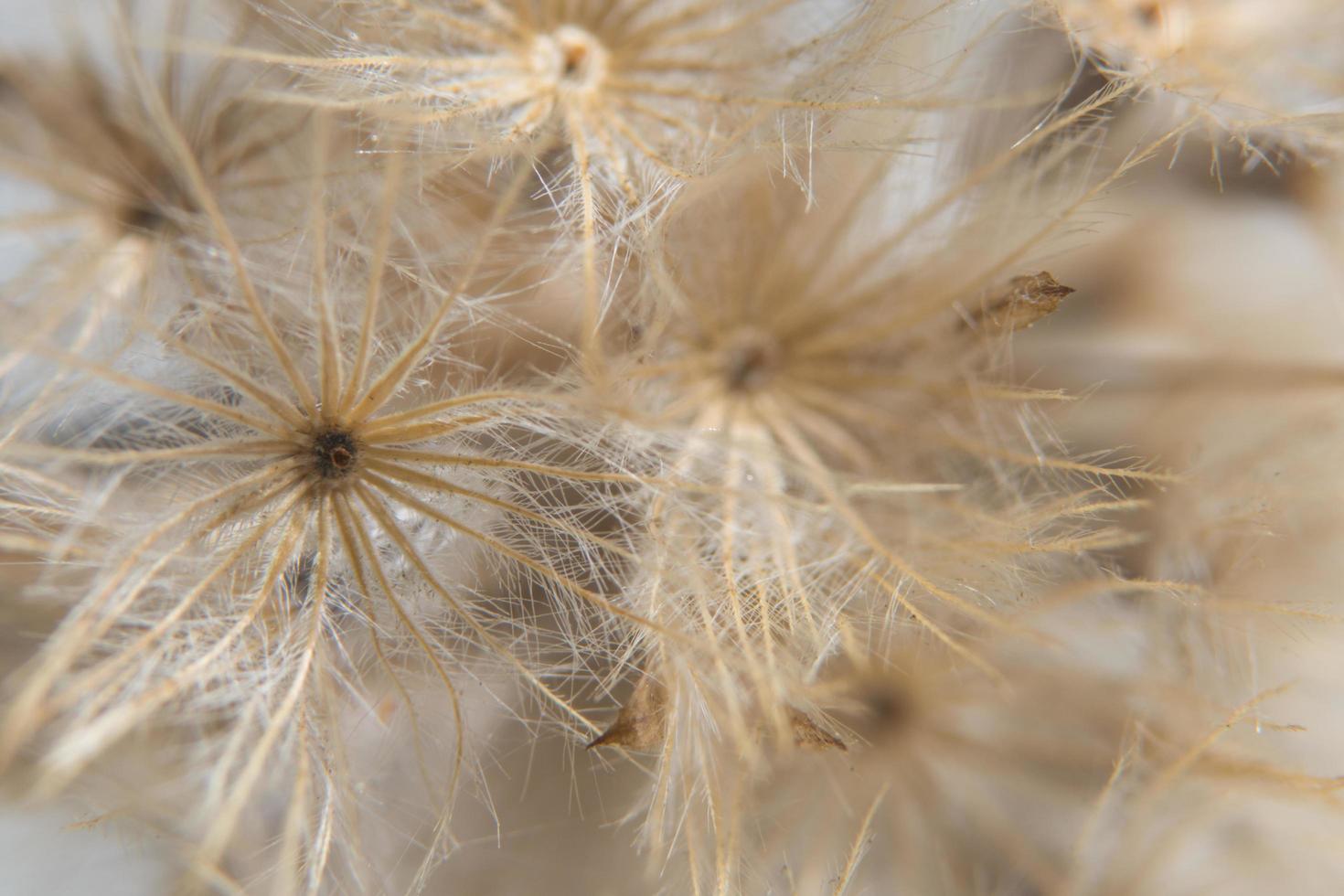 flores silvestres, foto de close-up