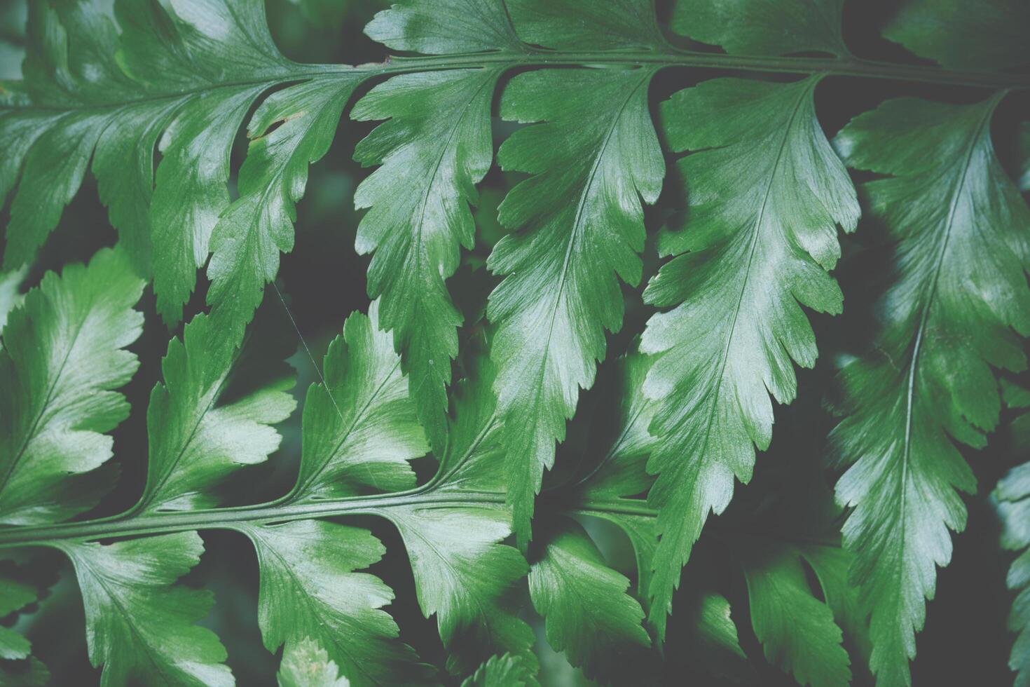 fundo de folha verde, close-up foto