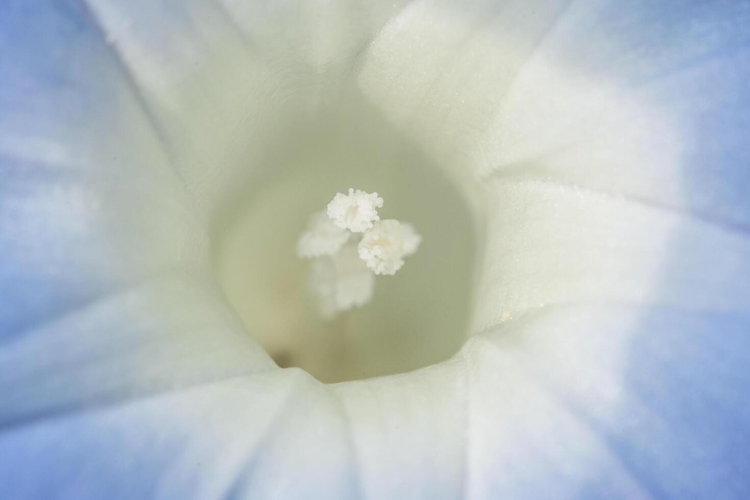 foto de close-up de flores silvestres