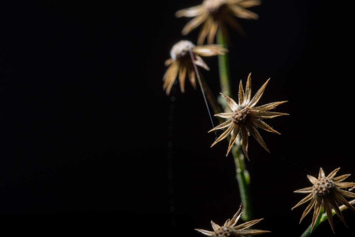 flores silvestres, foto de close-up