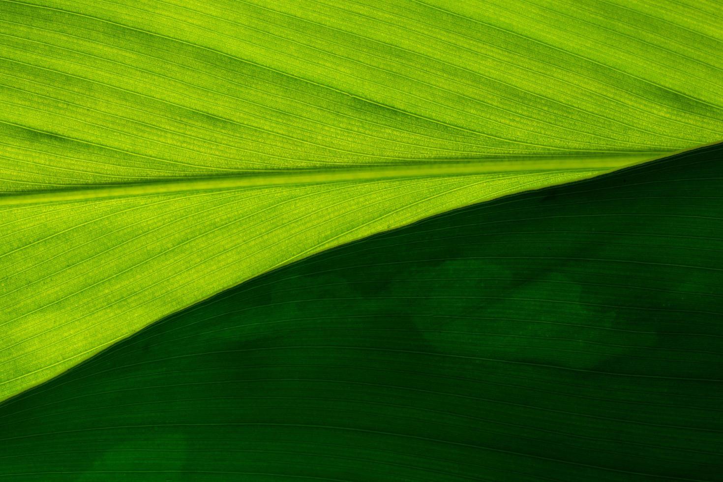 fundo de folha verde, close-up foto