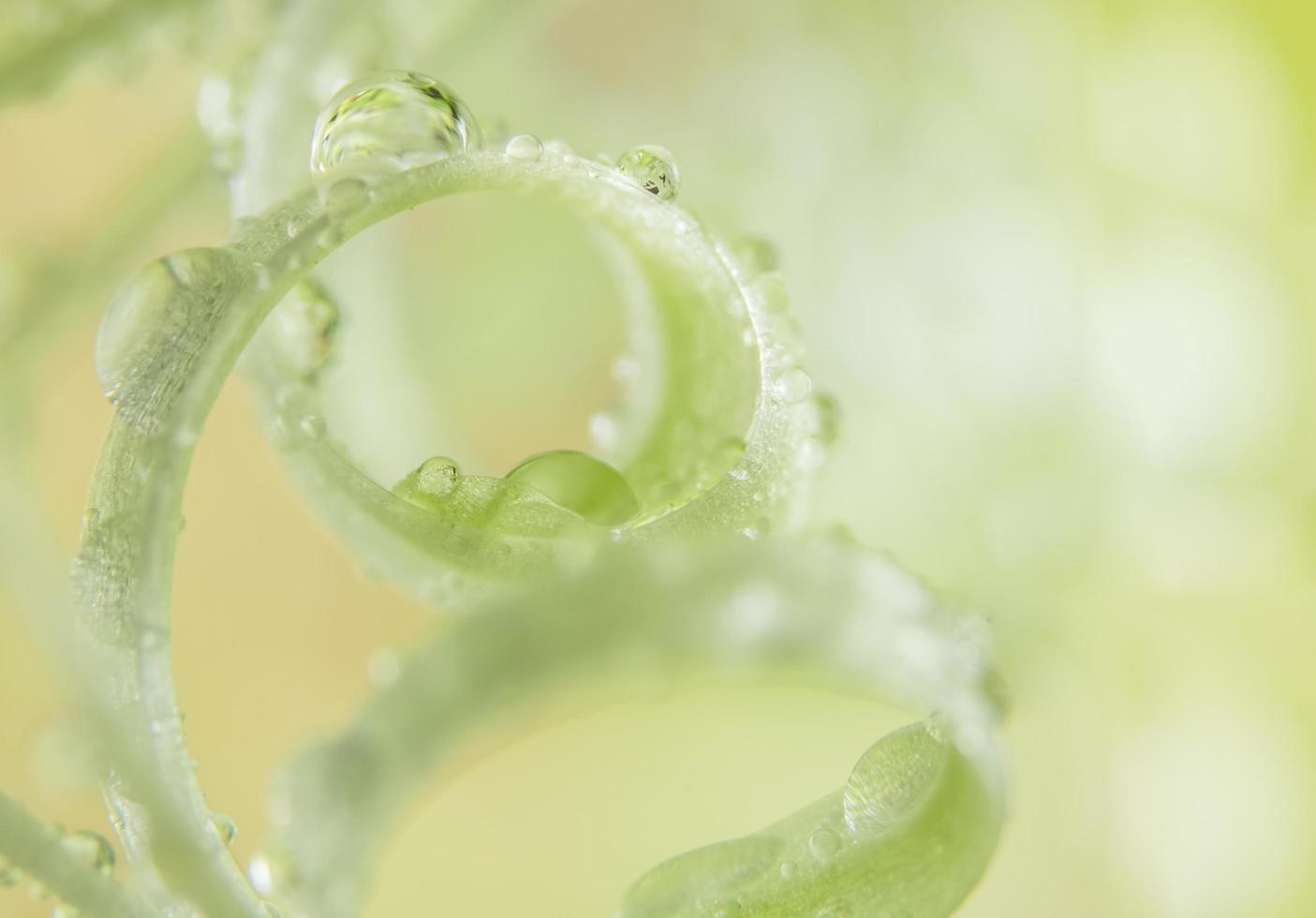 gotas de água em uma planta foto