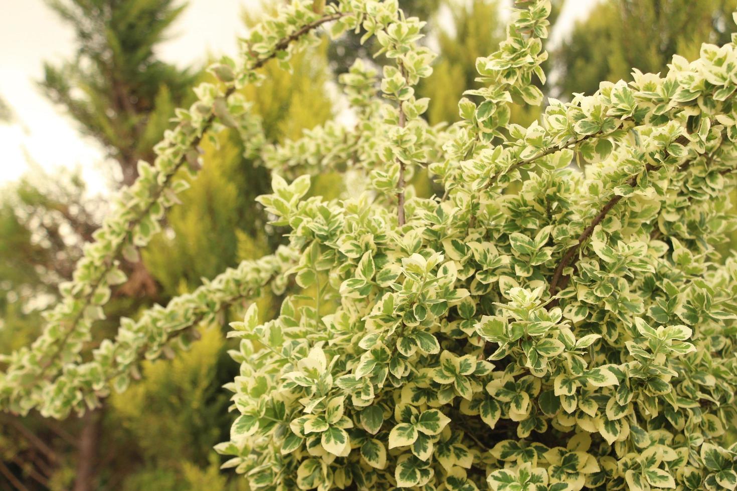 folhas verdes em um arbusto foto