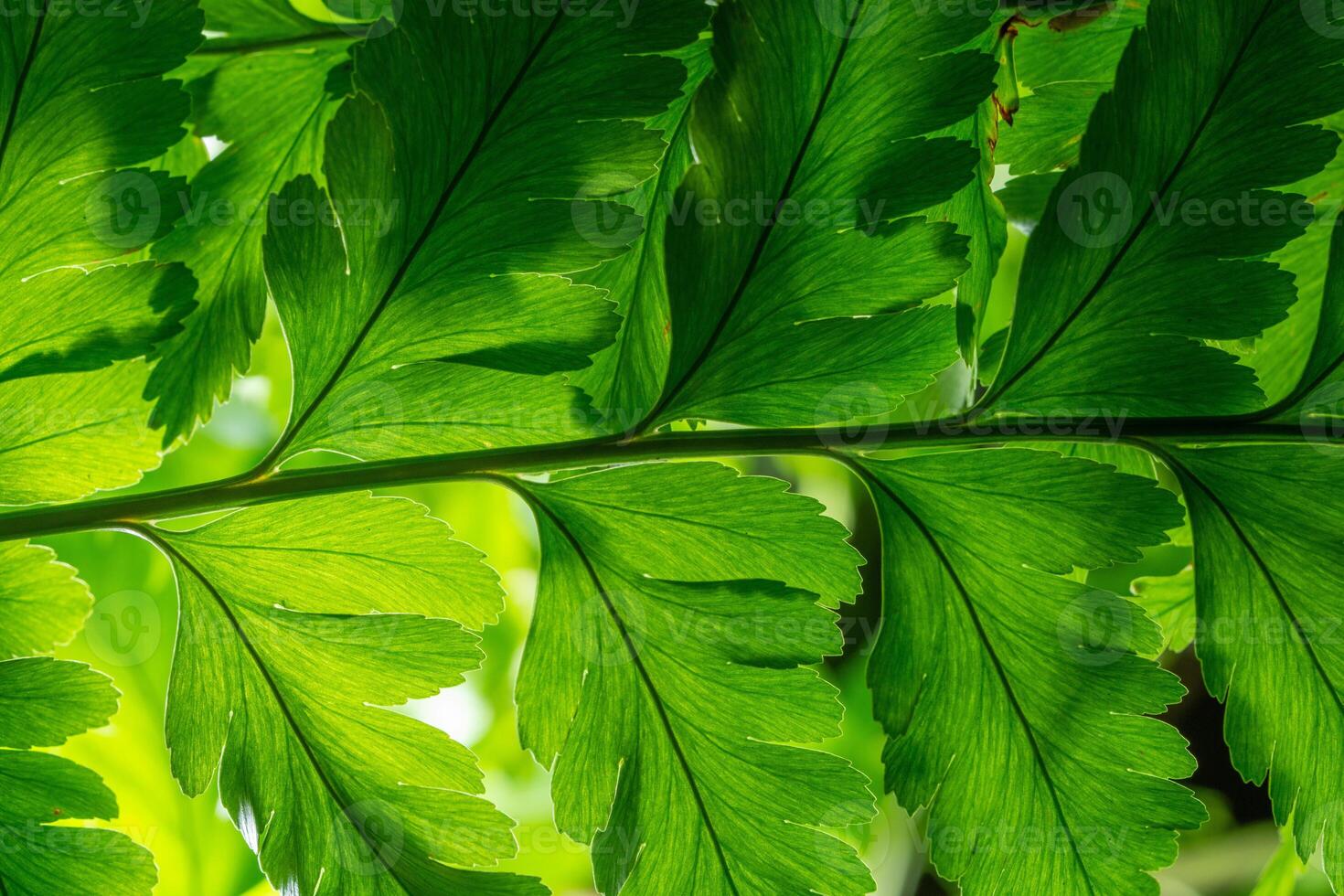 fundo de folha verde, close-up foto