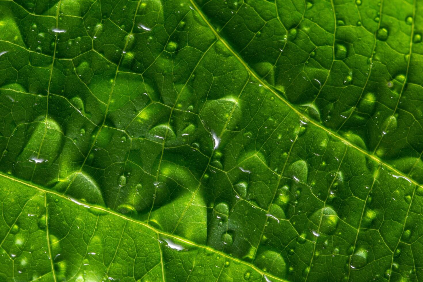 gotas de água em uma folha verde foto