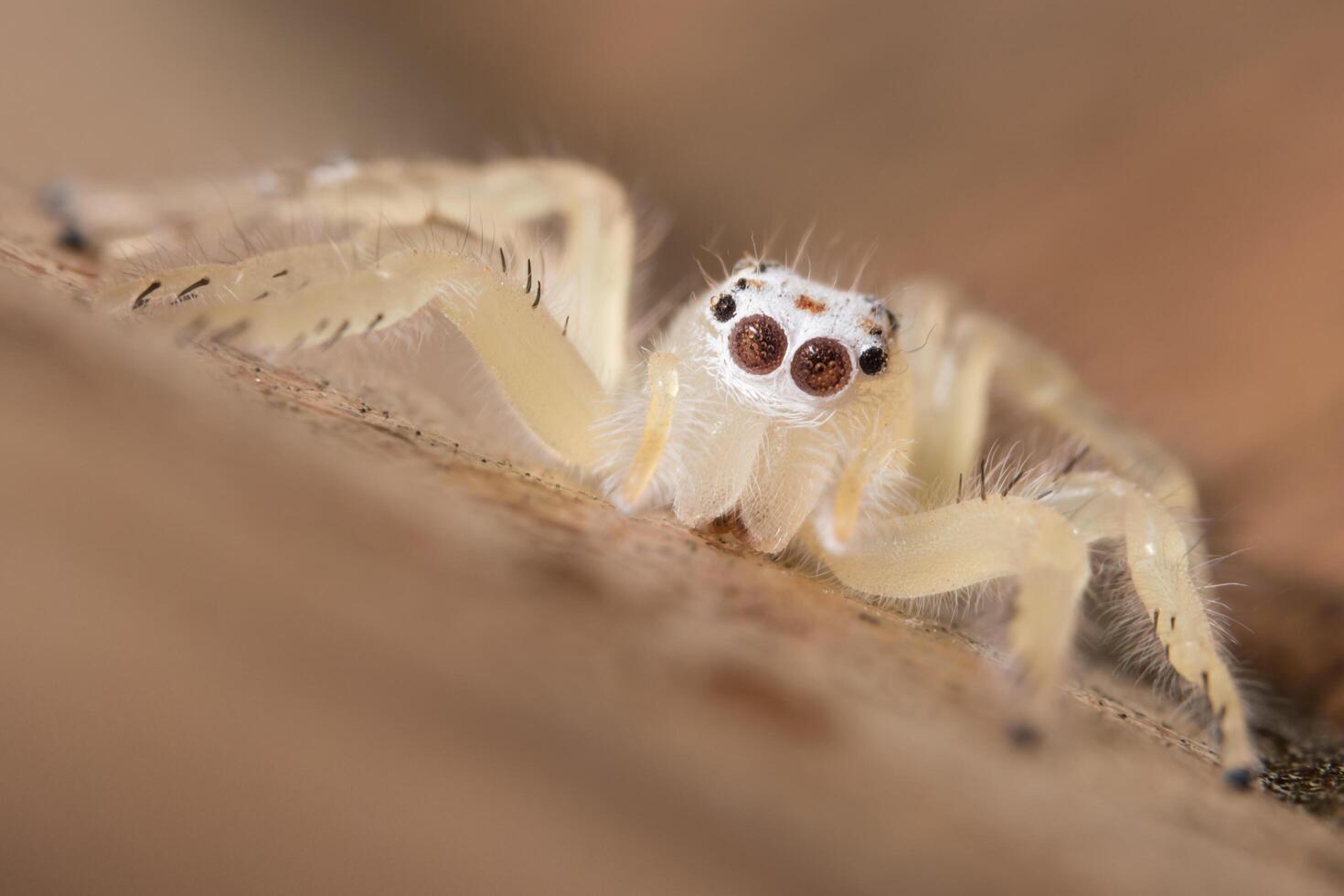 aranha no chão foto