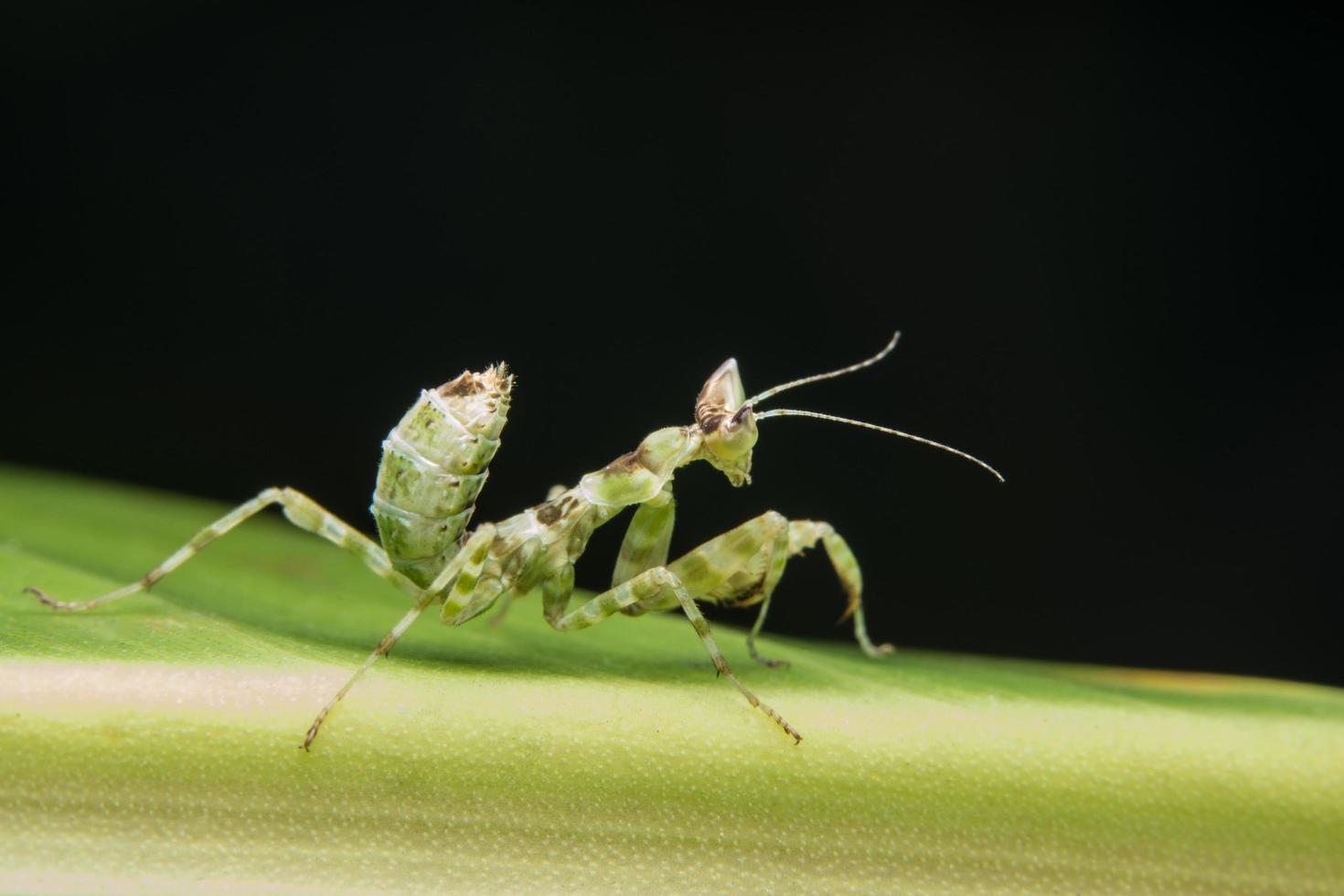 mantodea em uma folha foto