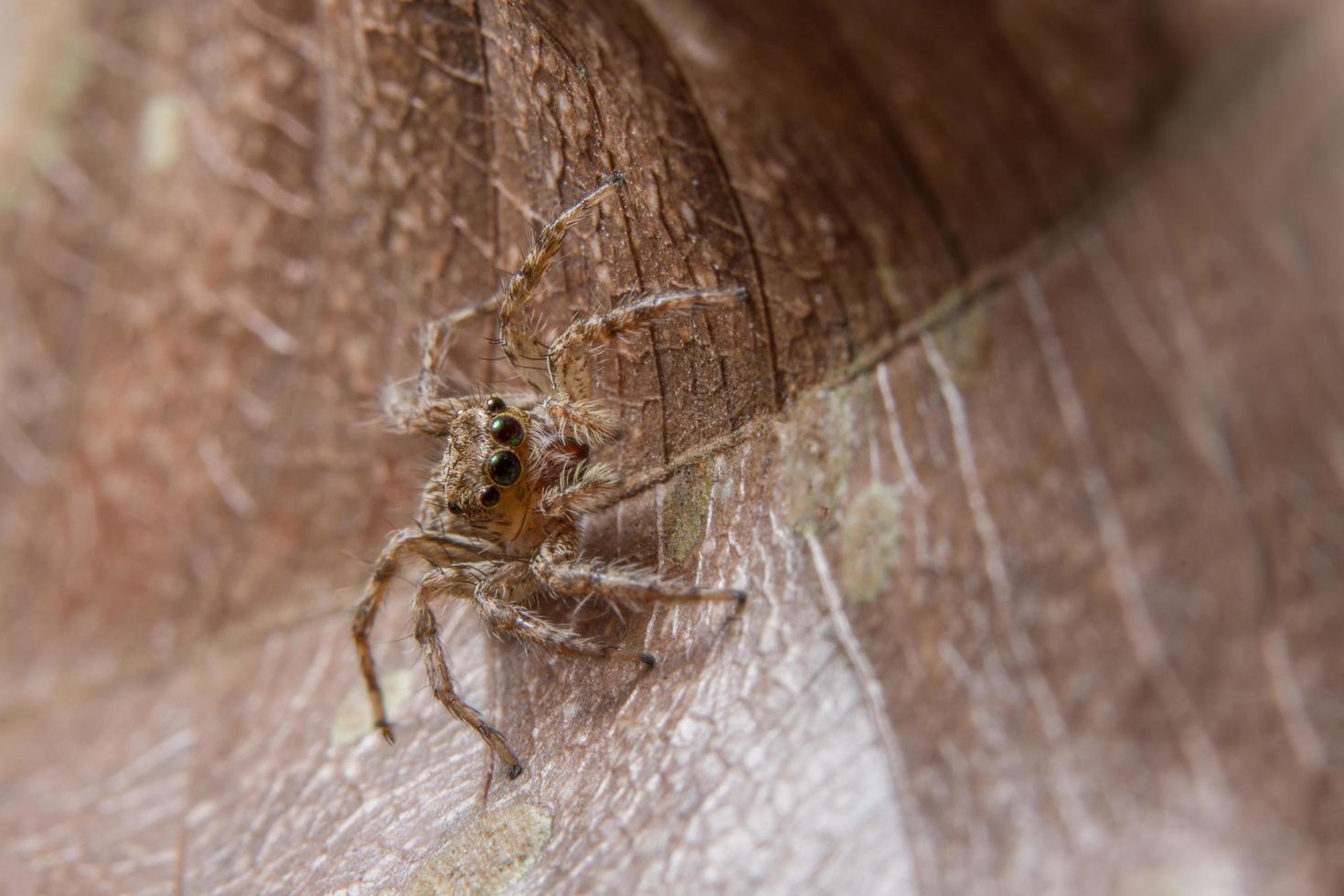 aranha, foto close-up