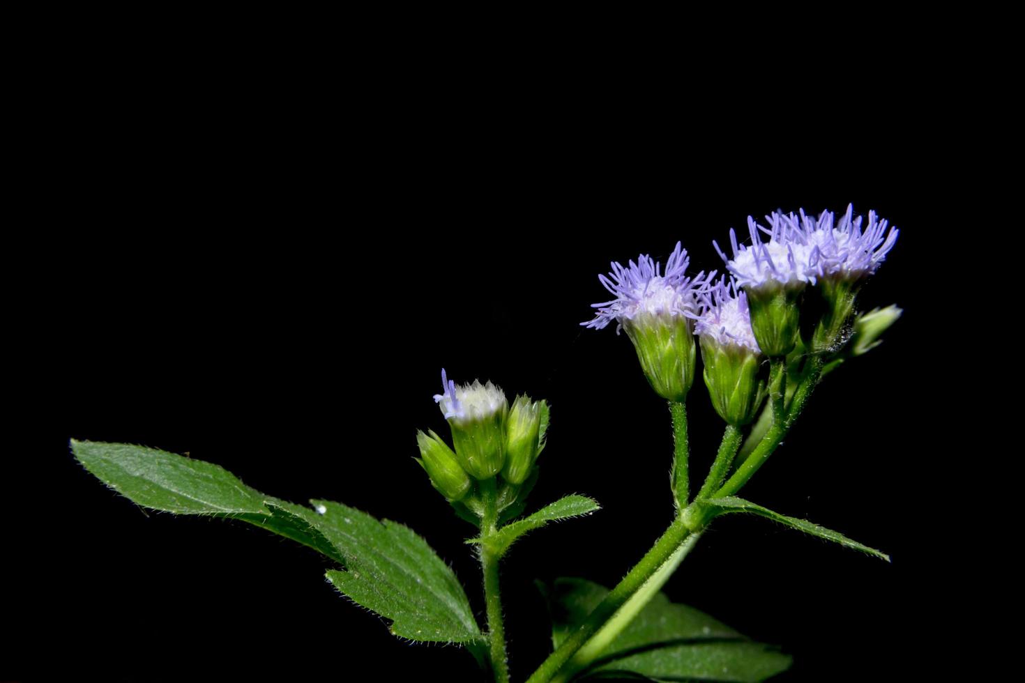 flores silvestres em fundo preto foto