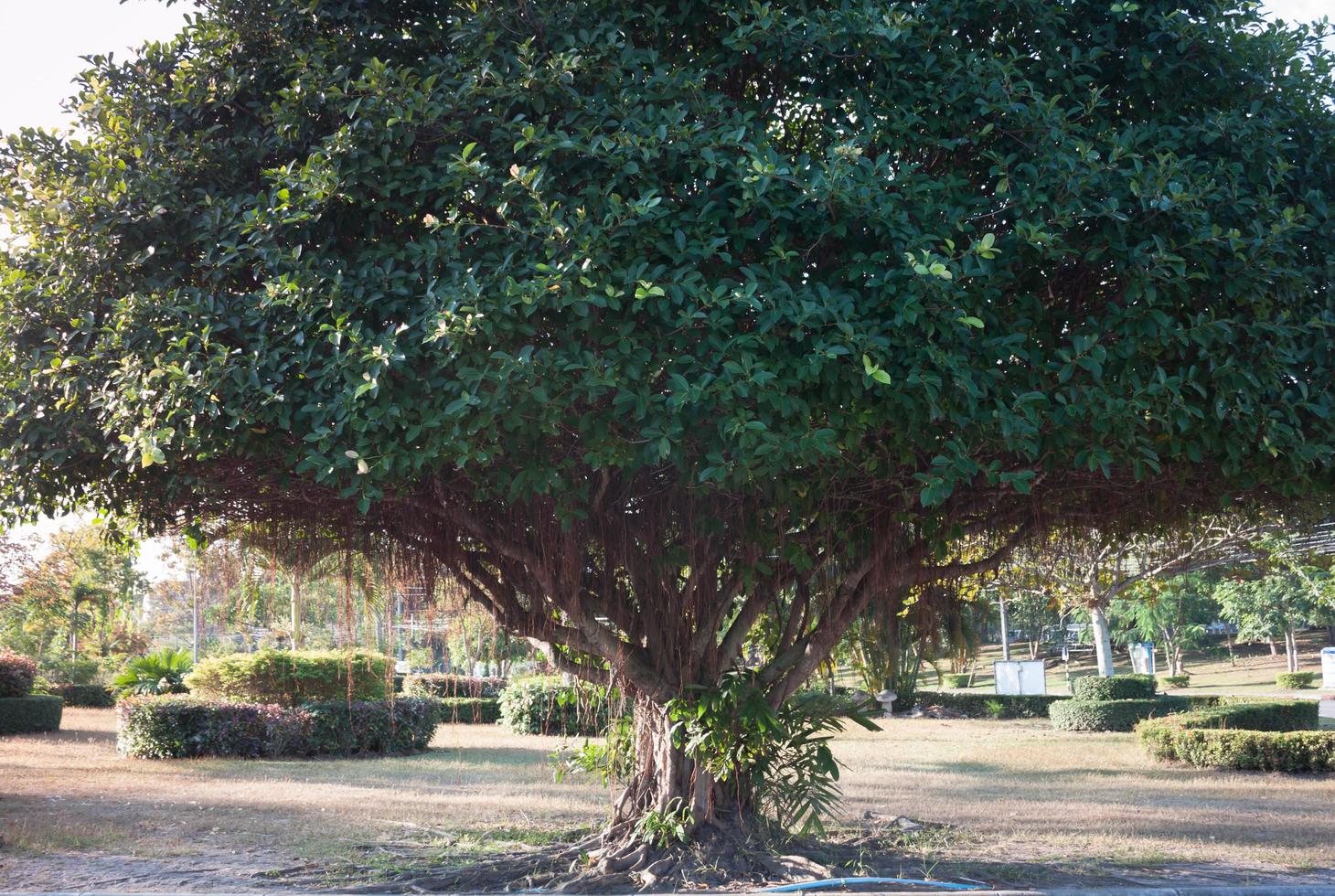 grande árvore em um campo foto