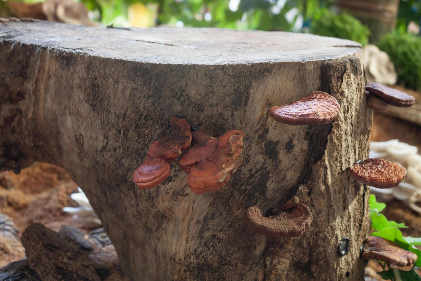 cogumelos crescendo em um toco foto