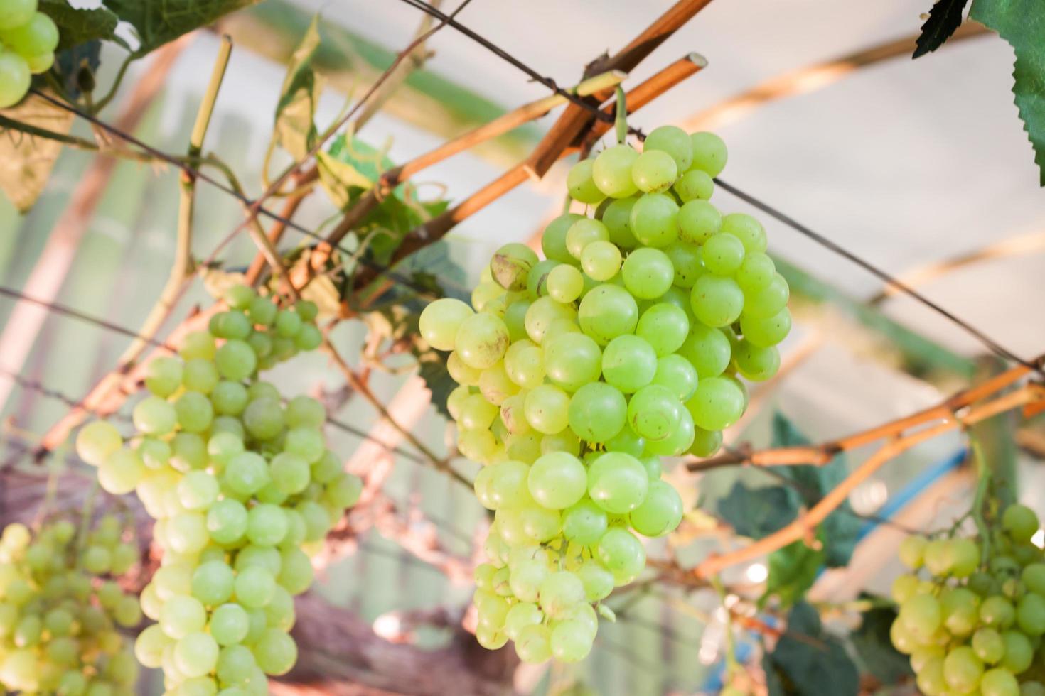 close-up de uvas verdes foto