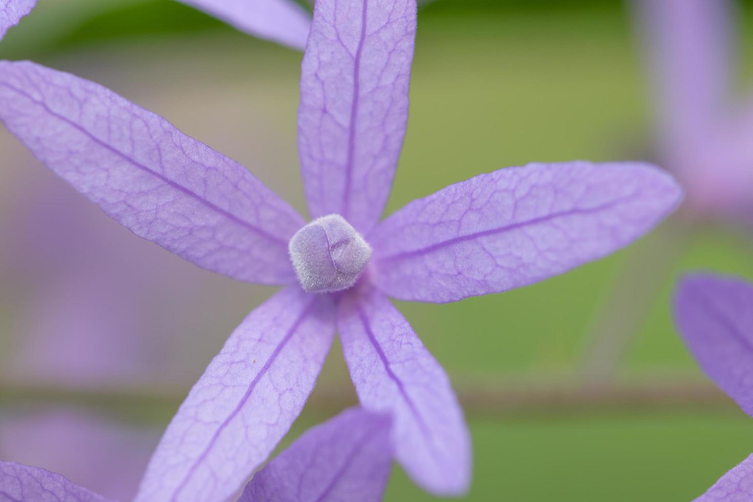 fundo de close-up de flores foto